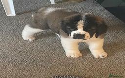 Saint Bernard dogs for sale: Stunning Female Saint Bernard puppy Kc reg - Image 6