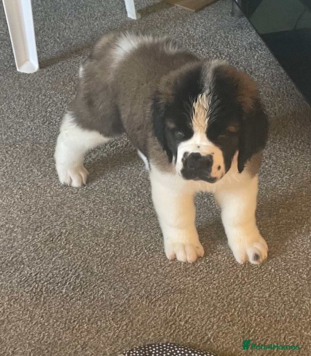 Saint Bernard dogs for sale: Stunning Female Saint Bernard puppy Kc reg - Image 6