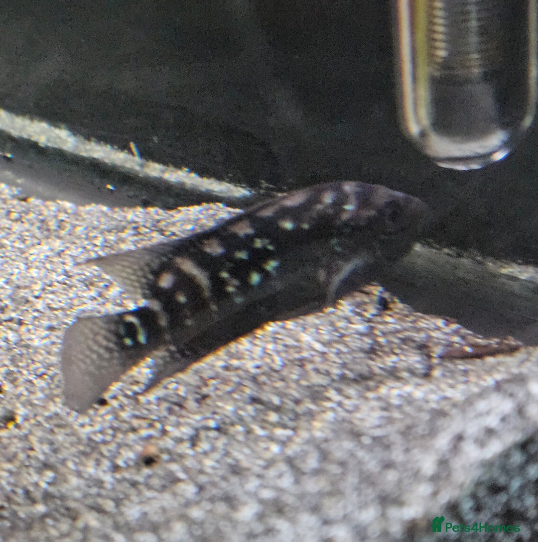 Cichlids fish for sale: Parrots Severum Jack dempsey  - Advert 4