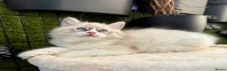 Ragdoll cats for sale: WORLD BEATIFUL RAGDOLL KITTEN / FIFE - Advert 10