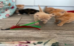 Mixed Breed cats for sale: Part Mainecoon Ginger Litter - Image 6