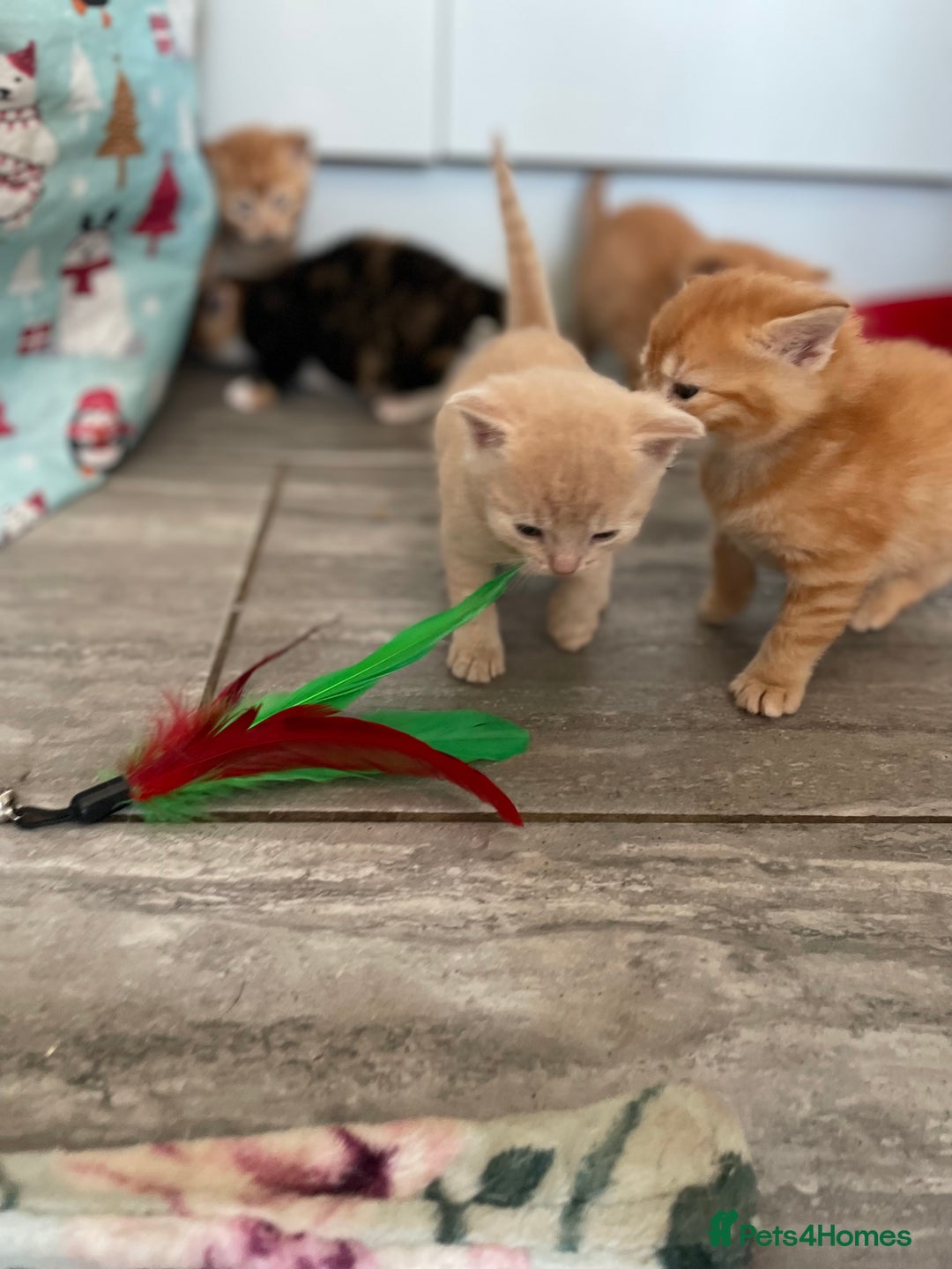 Mixed Breed cats for sale: Part Mainecoon Ginger Litter - Image 6