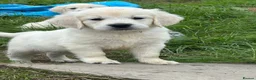 Golden Retriever dogs for sale: Kc golden retriever pups health tested parents - Advert 3