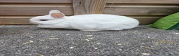 Netherland Dwarf rabbits for sale: Various netherland dwarf kits and adult proven  - Advert 10