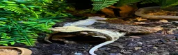 Gecko reptiles for sale: Breeding Pair Crested Geckos  - Advert 3
