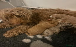 Cockapoo dogs for sale: f1b toy  stunning cockerpoos  - Image 29