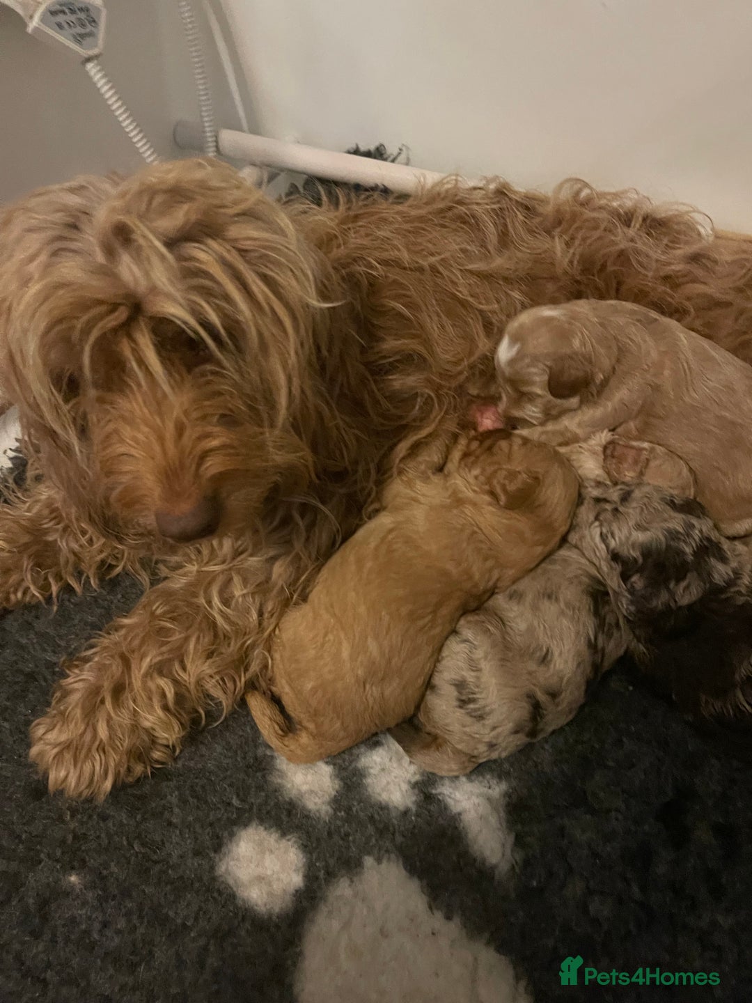 Cockapoo dogs for sale: f1b toy  stunning cockerpoos  - Image 29