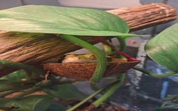 Gecko reptiles for sale: Male Crested Gecko with Bioactive Tank - Image 11