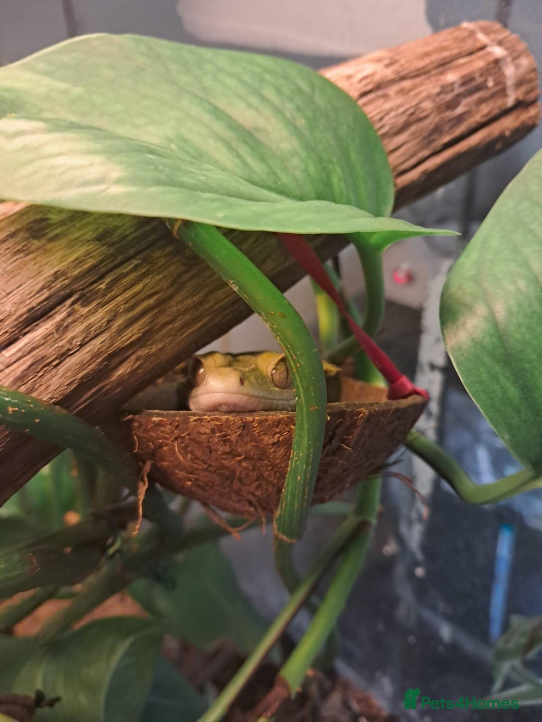 Gecko reptiles for sale: Male Crested Gecko with Bioactive Tank - Image 11