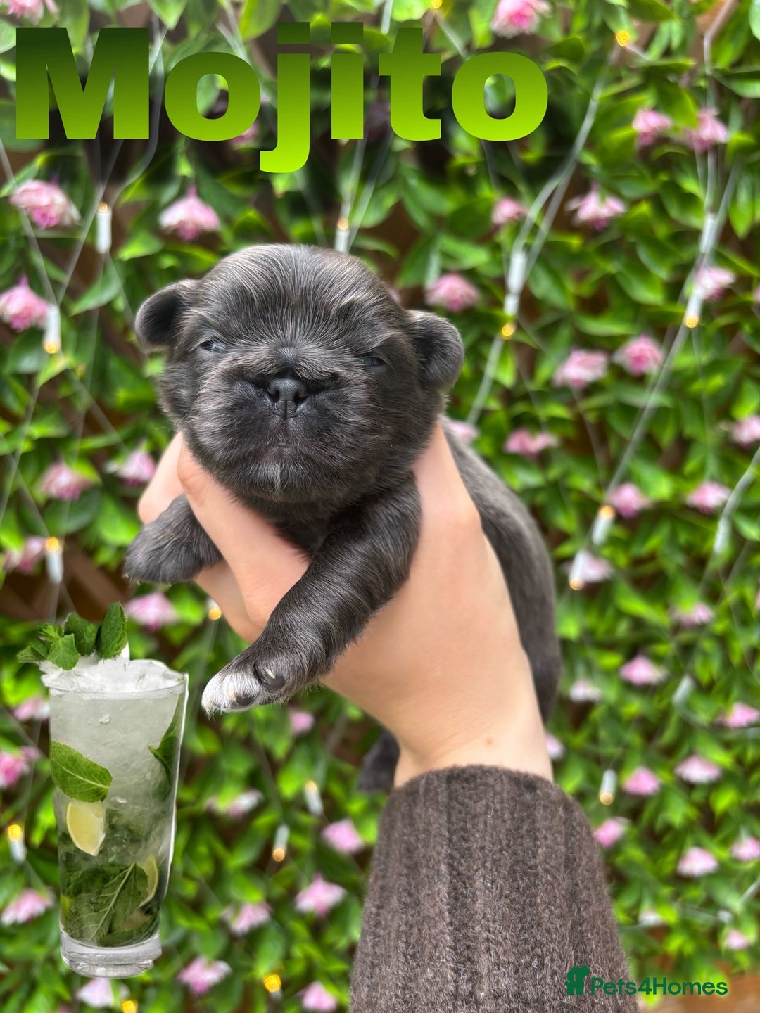 Pug dogs for sale: Kc registered pugs  - Image 6