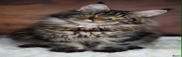 Maine Coon cats for sale: RETIRED - Maddison - A perfect Classic Black tabby - Advert 3