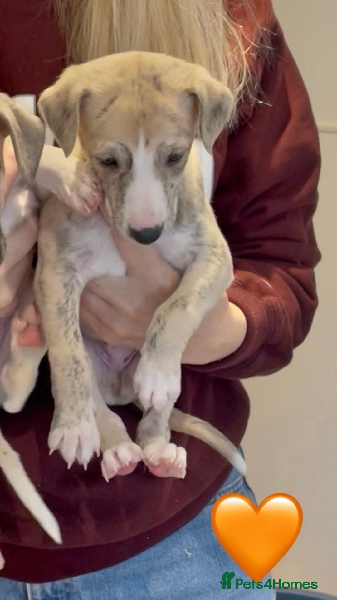 Whippet dogs for sale: AVAILABLE Kc reg healthy, sweet, gentle whippets - Advert 32