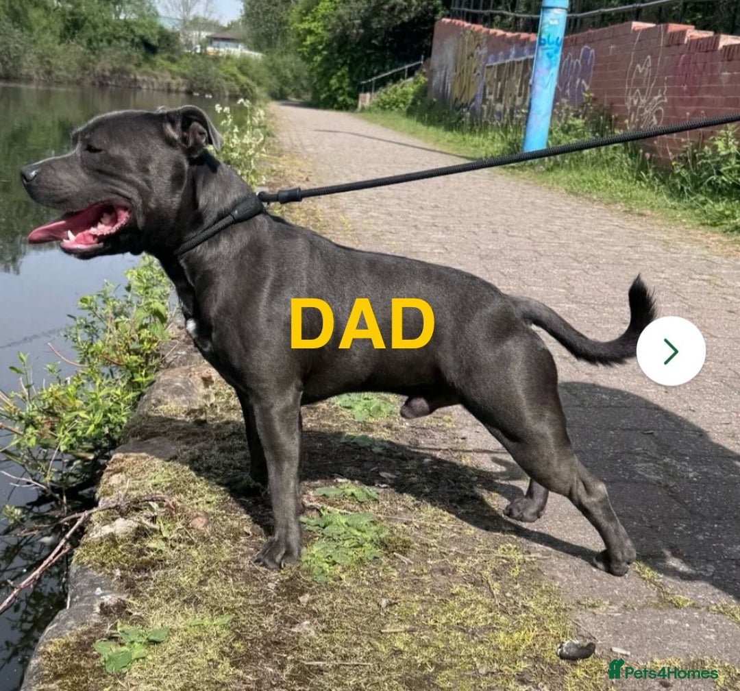 Staffordshire Bull Terrier dogs for sale: 2 GORGEOUS boys  - Image 5