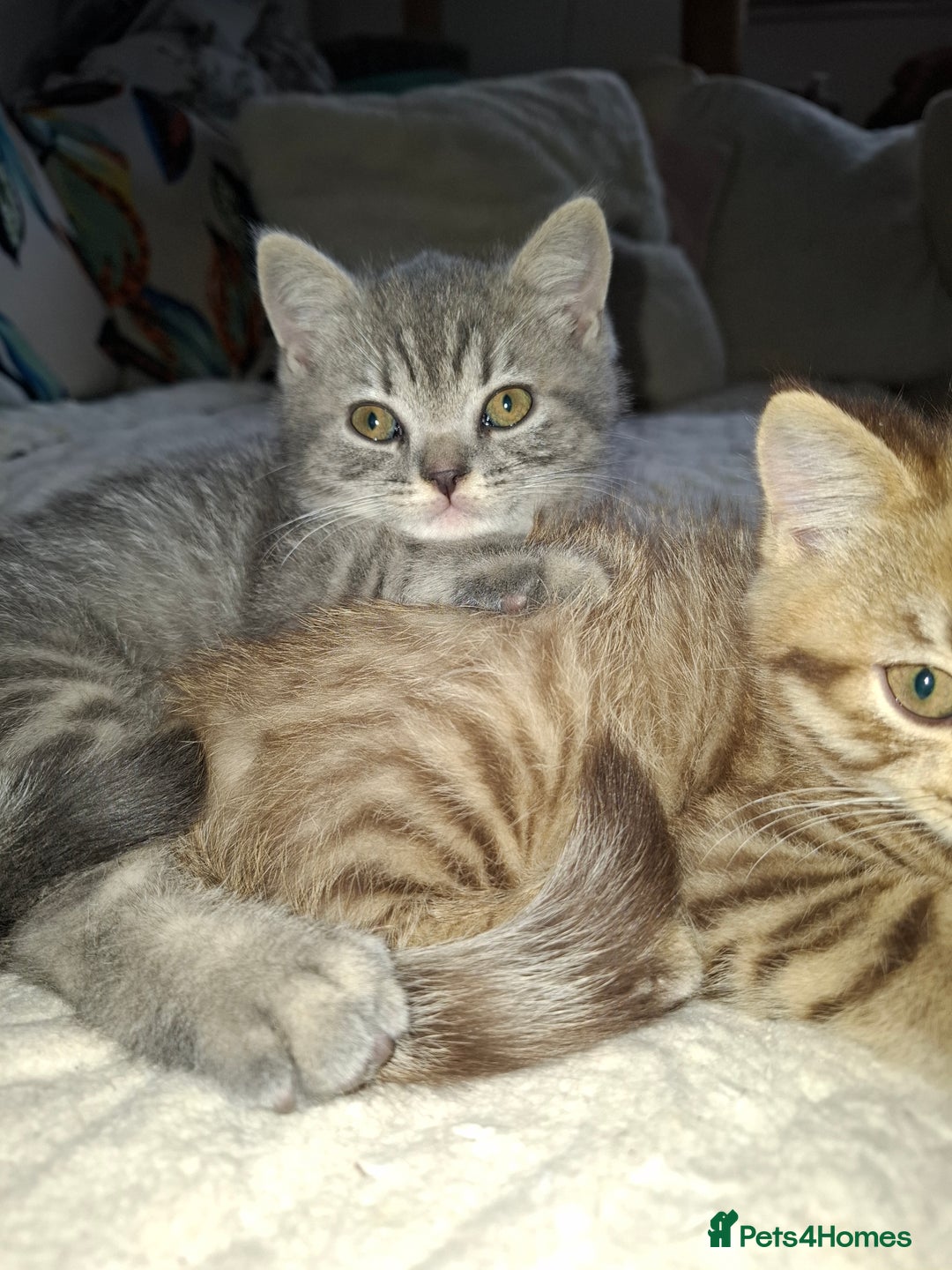 British Shorthair cats for sale: Pedigree British Blue and Tabby Shorthair Kittens - Image 14