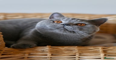 British Shorthair cats - Advert 12