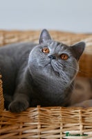 British Shorthair cats - Advert 9