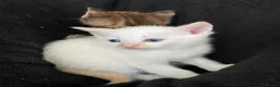 Mixed Breed cats for sale: Cream point Ragdoll cross  - Advert 1