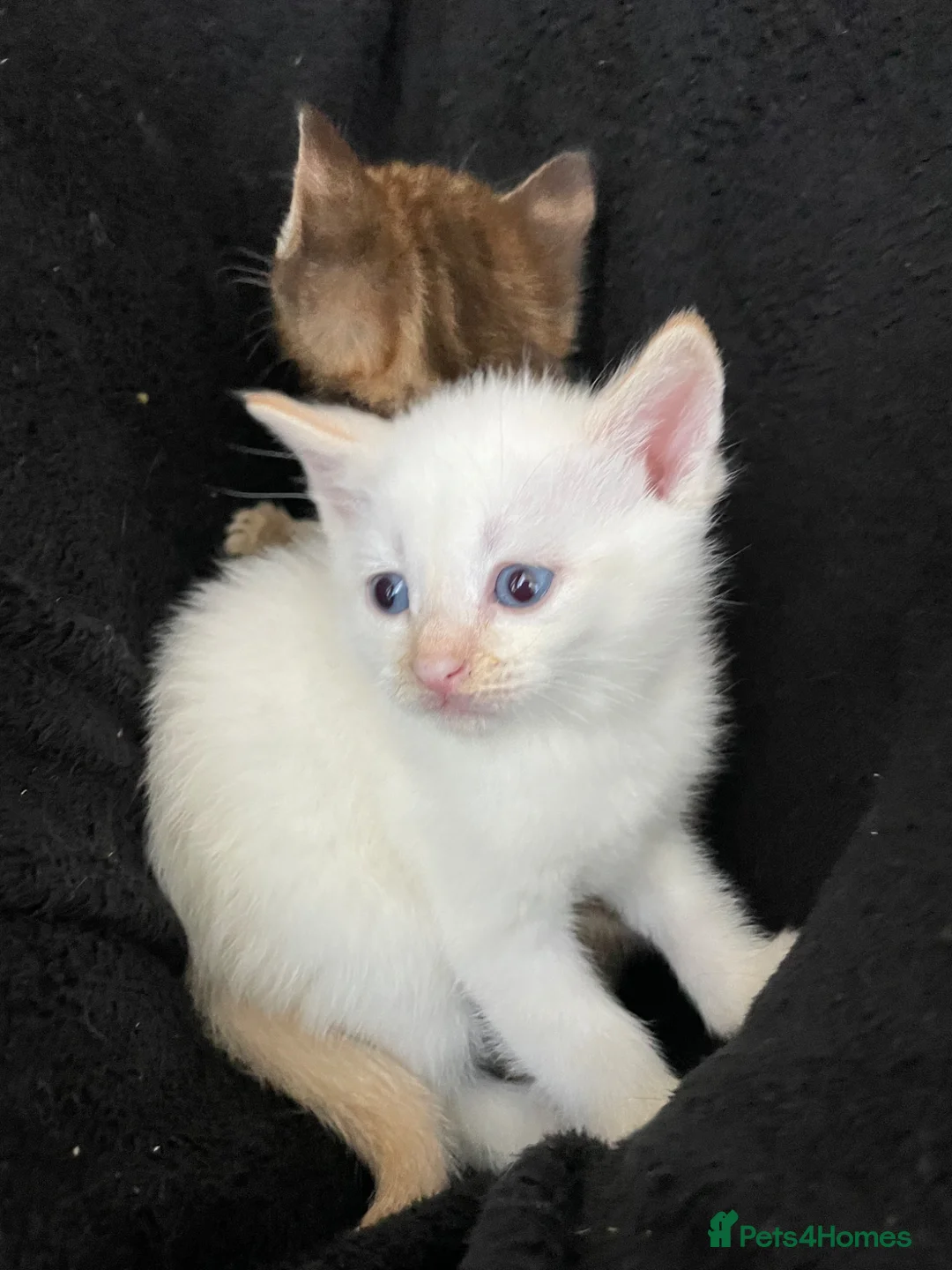 Mixed Breed cats for sale: Cream point Ragdoll cross  - Advert 1