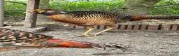 Ducks poultry for sale: Khaki Campbell drake + cock golden pheasants  in Driffield - Advert 3