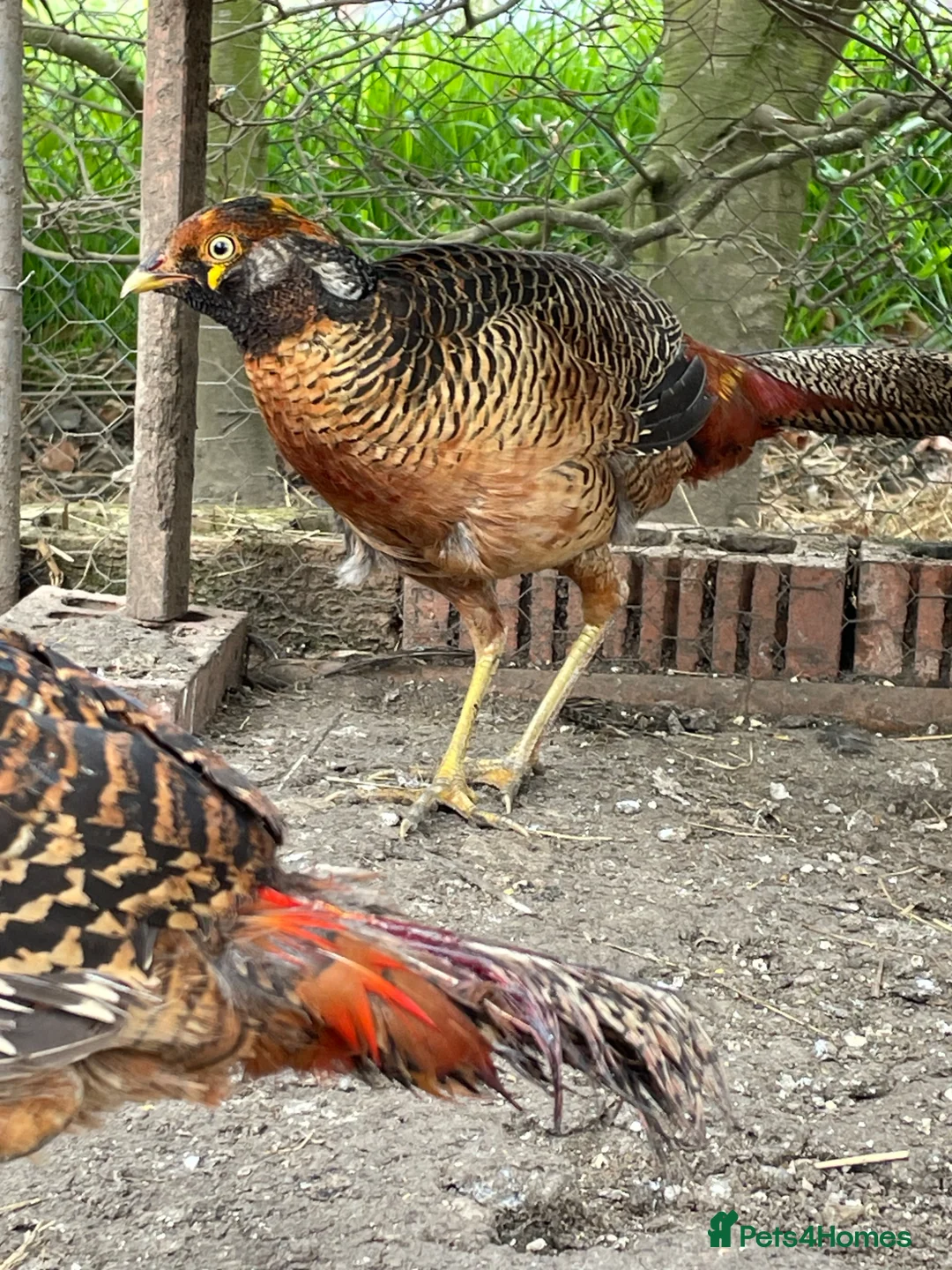 Ducks poultry for sale: Khaki Campbell drake + cock golden pheasants  in Driffield - Advert 3