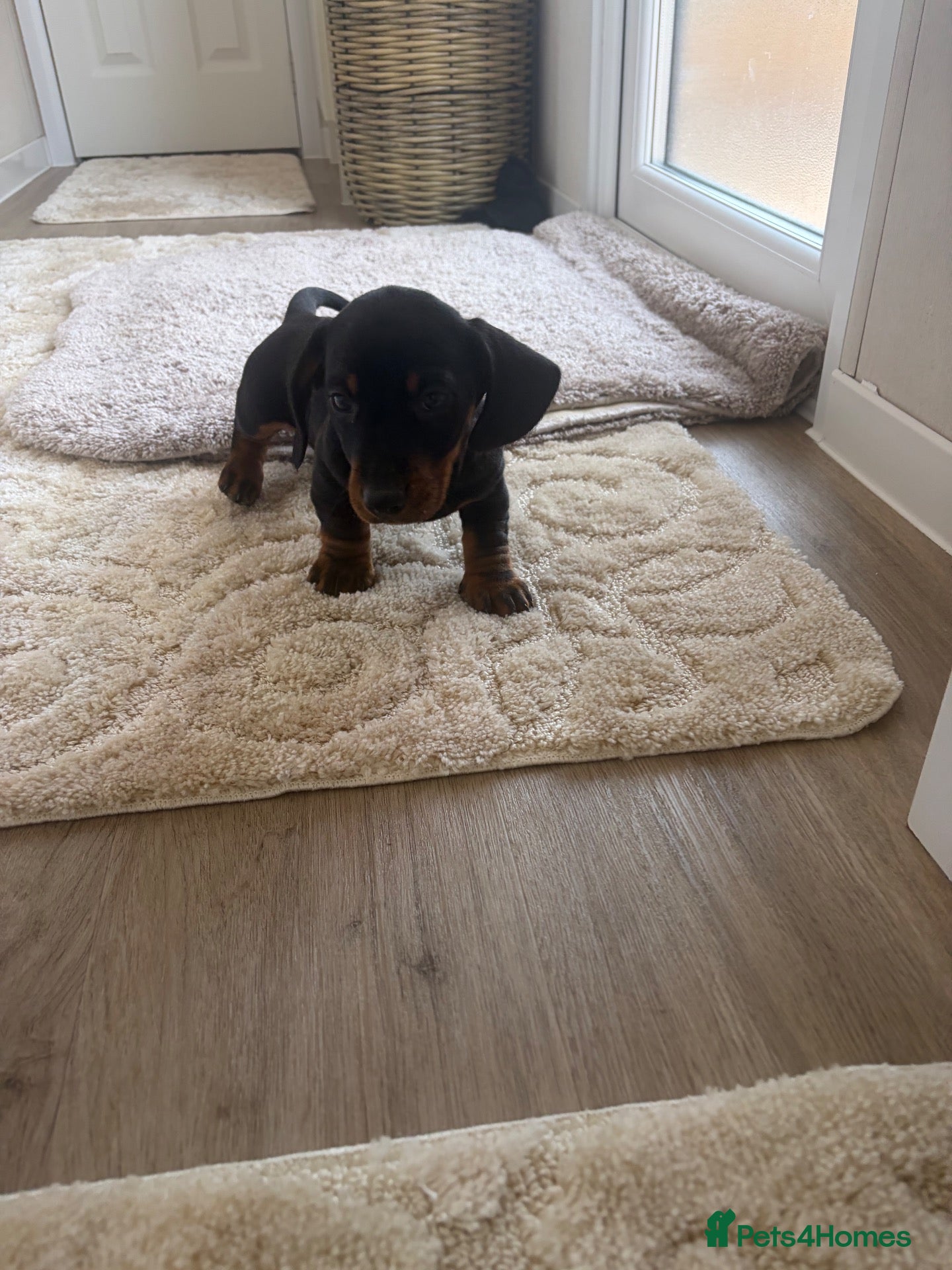 Dachshund dogs Last boy Dachshund puppy ready to go! - Advert 1