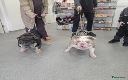 English Bulldog dogs for sale: Romeo & Juliet  - Image 10