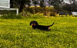 Miniature Dachshund dogs for sale: Stunning Miniature Dachshund Puppies - Image 9