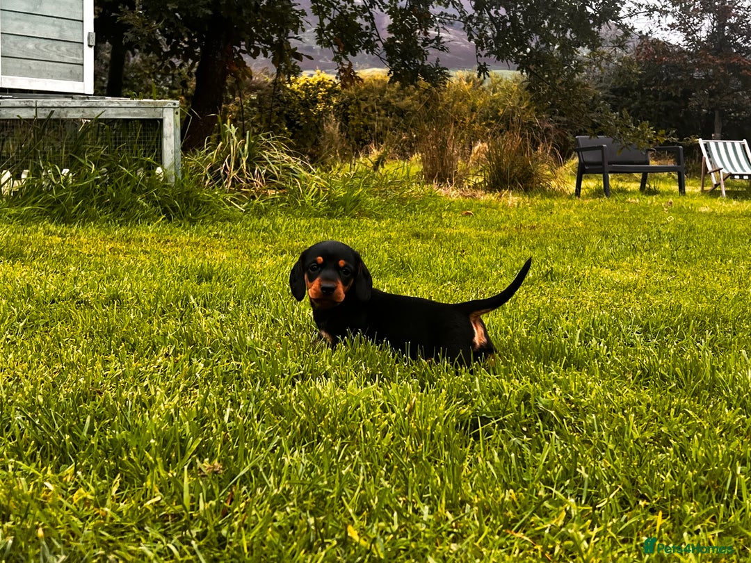 Miniature Dachshund dogs for sale: Stunning Miniature Dachshund Puppies - Image 9