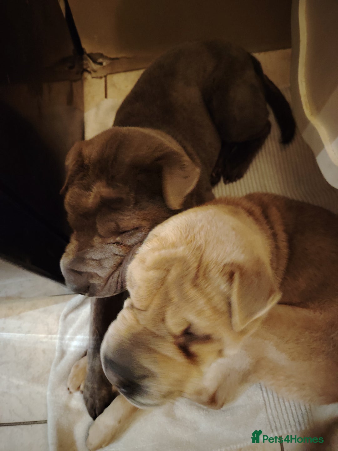 Shar Pei dogs for sale: Two male shar pei - Advert 9