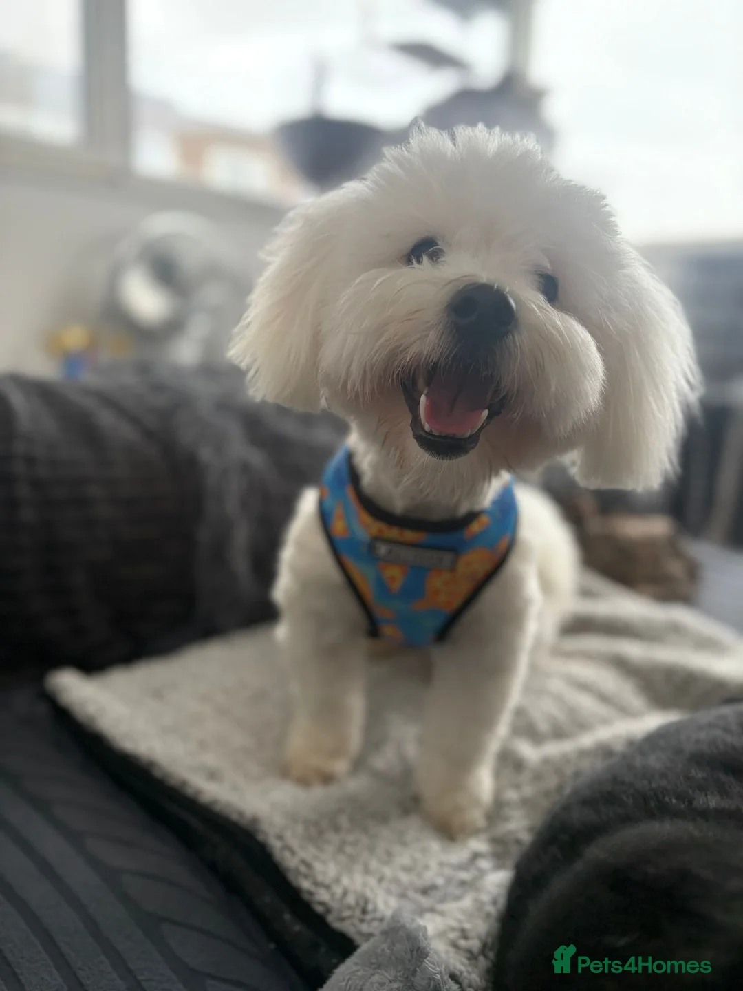 Coton De Tulear dogs for sale: Milo - Coton de tulear  - Advert 4