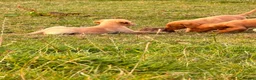 Labrador Retriever dogs for sale: Labrador puppies ready to leave - Advert 3