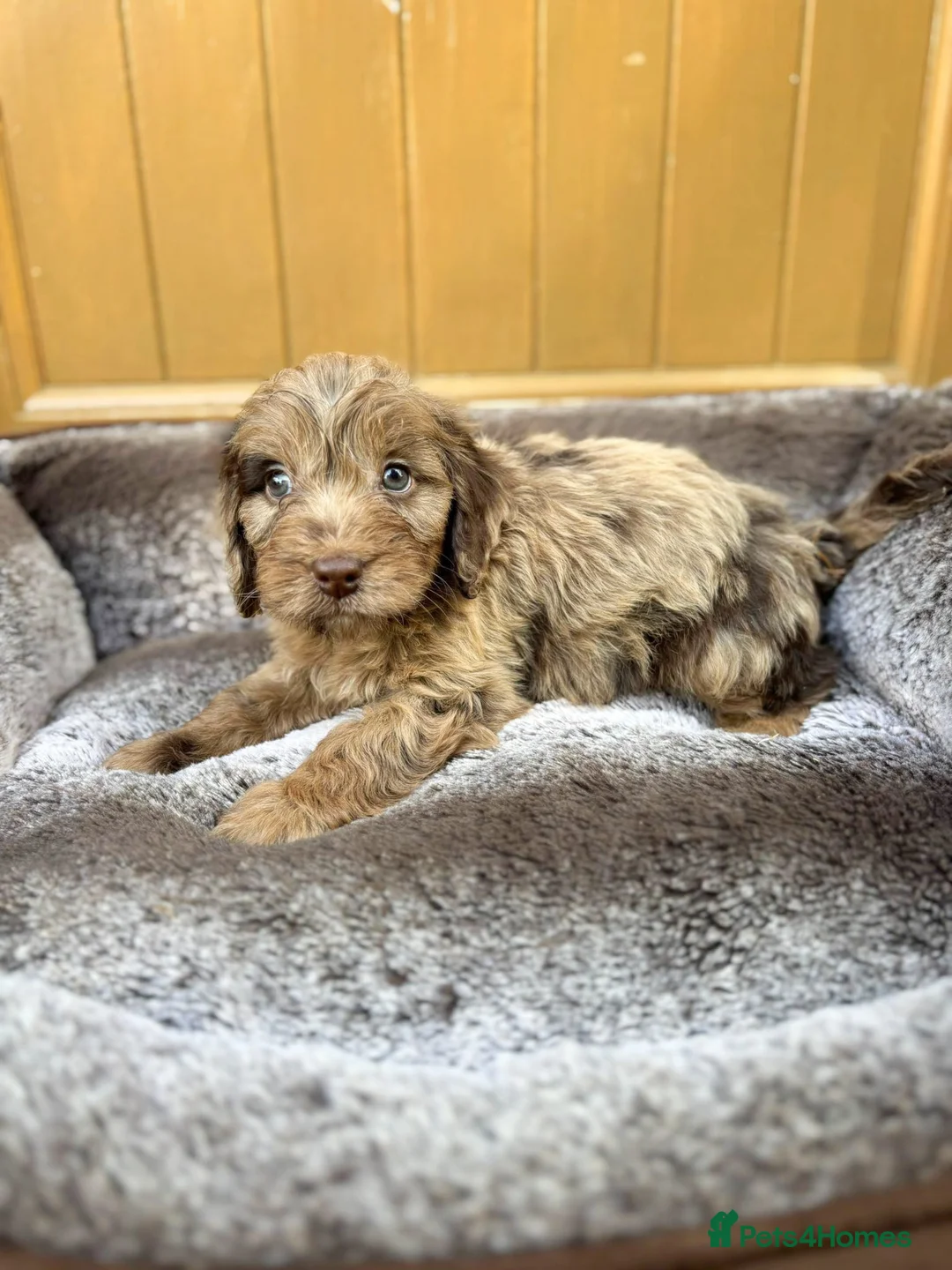 Cockapoo dogs for sale: DNA HEALTH PROFILED COCKERPOOS in Longfield - Advert 2