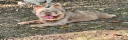 French Bulldog dogs for sale: BEAUTIFUL FLUFFY FRENCH BULLDOG PUPPIES - Advert 10