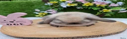 Mini Lop rabbits for sale: Gorgeous mini lops for sale - Advert 6