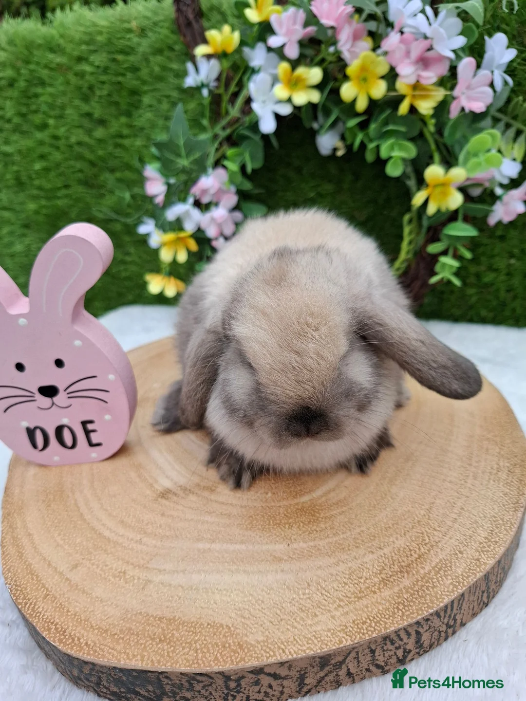 Mini Lop rabbits for sale: Gorgeous mini lops for sale - Advert 6