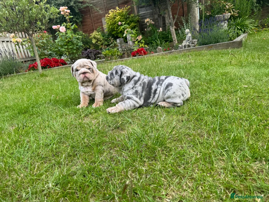 English Bulldog dogs for sale: 007 puppies available now! 🔥 - Advert 2