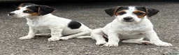 Jack Russell dogs for sale: Traditional short-legged Jack Russell puppies. - Advert 12