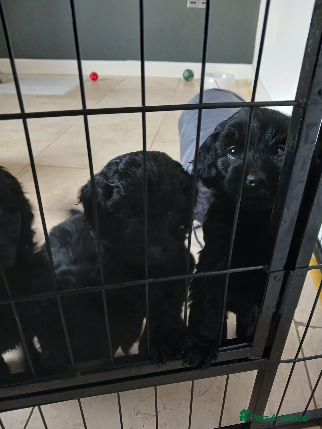 Cockapoo dogs for sale: Toy Cockapoo Puppies Looking for Loving Homes - Advert 3