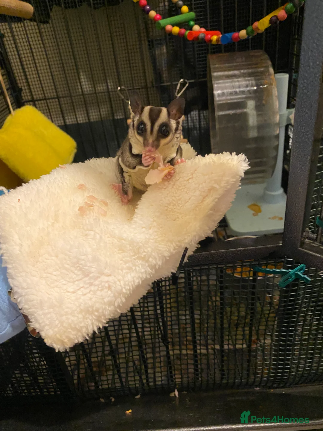 Sugar Glider rodents for sale: Male and female 5month sugar glider in Beaminster - Advert 1