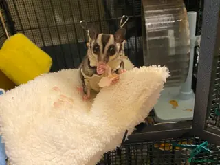 Sugar Glider rodents Male and female 5month sugar glider in Beaminster - Advert 3