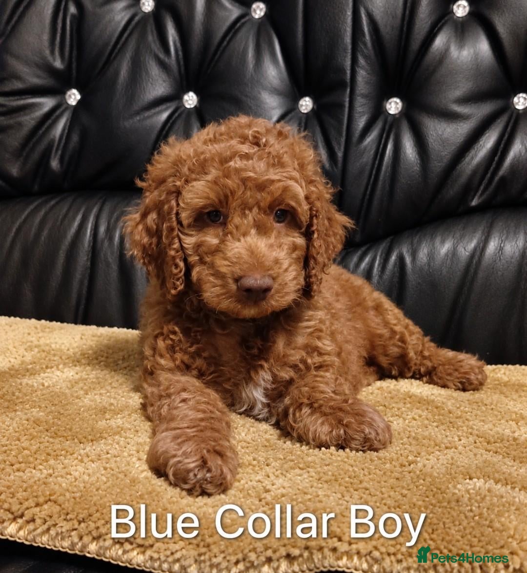 Cockapoo dogs 2 f1b cockapoos  - Advert 1