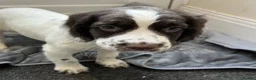 English Springer Spaniel dogs for sale: KC Registered English Springer Spaniels in Derby - Advert 6