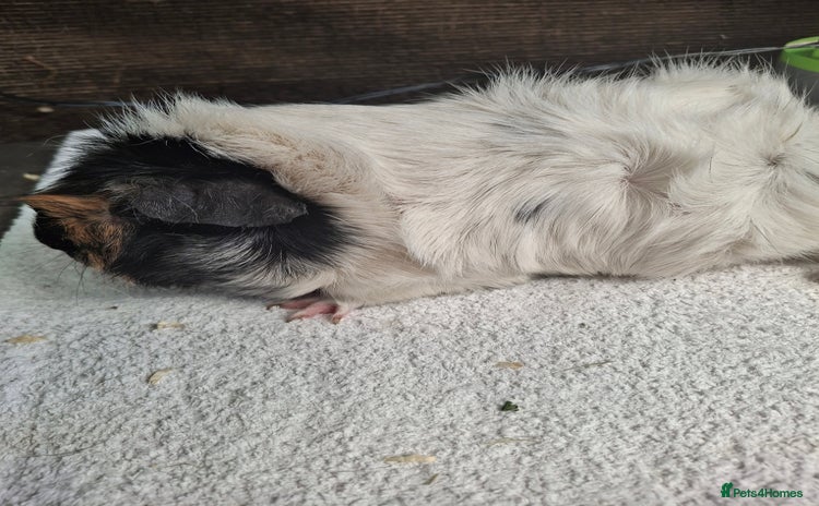 Guinea Pig rodents - Advert 1