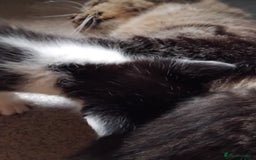 Mixed Breed cats for sale: Lovely Bengal x kittens for sale. - Advert 22