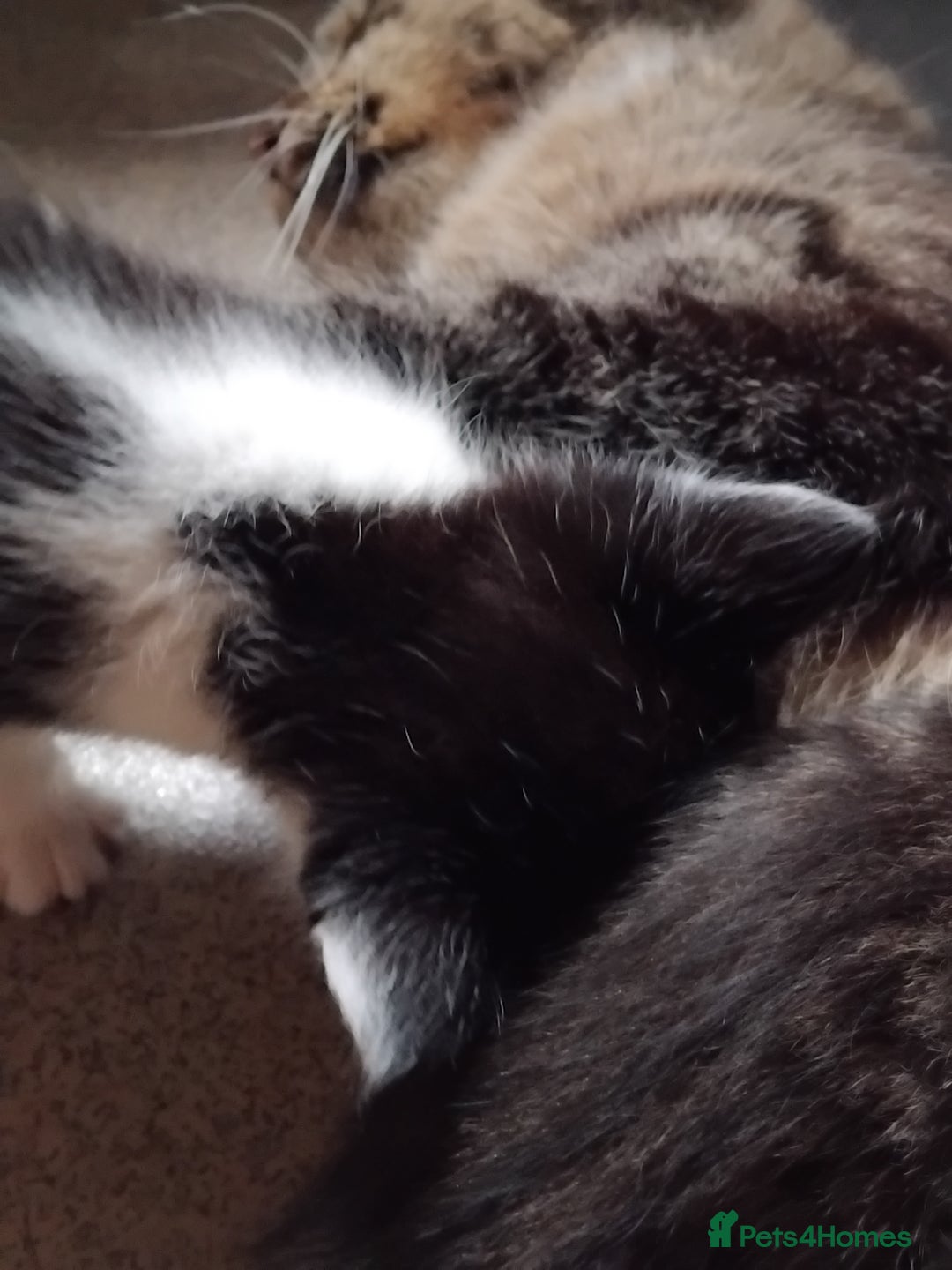 Mixed Breed cats for sale: Lovely Bengal x kittens for sale. - Advert 22