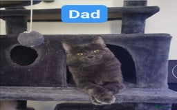 Ragdoll cats for sale: Ragdoll stunning kittens - Image 11