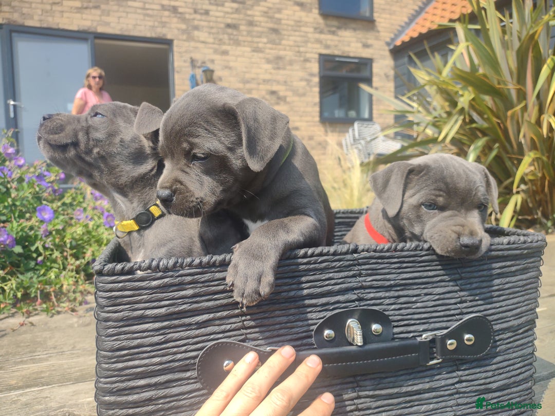 Staffordshire Bull Terrier dogs for sale: Chunky Staffy pups 💕 2 girls left, Ready to leave - Image 31