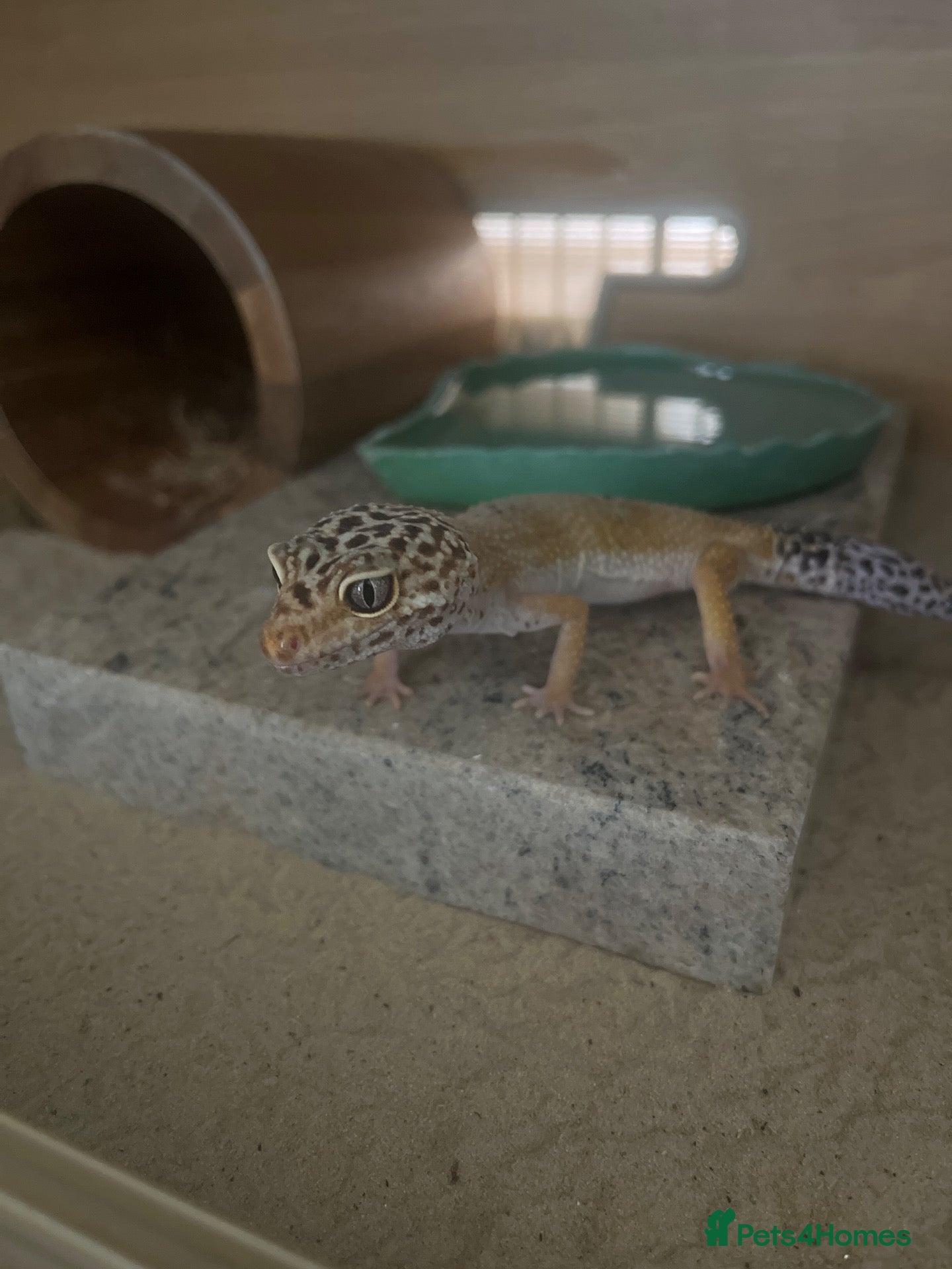 Gecko reptiles for sale: Leopard gecko & setup  - Advert 6