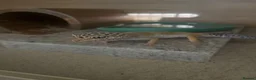 Gecko reptiles for sale: Leopard gecko & setup  - Advert 1