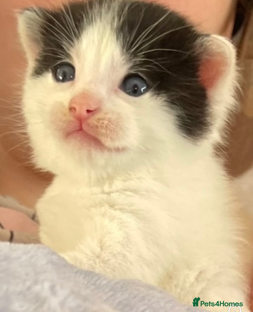 Mixed Breed cats for sale: 5 Beautiful & Friendly kittens for sale  - Advert 9